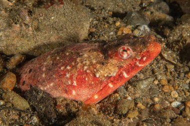 Filipinler Denizi 'nde balıklar yüzer.