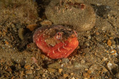 Filipinler Denizi 'nde balıklar yüzer.