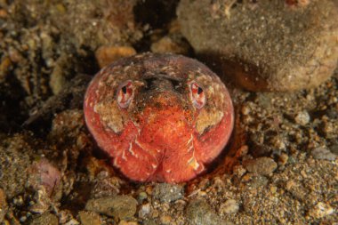 Filipinler Denizi 'nde balıklar yüzer.