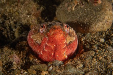 Filipinler Denizi 'nde balıklar yüzer.