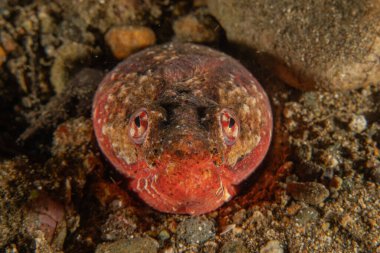 Filipinler Denizi 'nde balıklar yüzer.