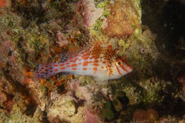 Filipinler Denizi 'nde balıklar yüzer.