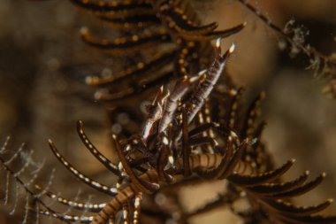 Filipinler denizindeki mercan resifi ve su bitkileri