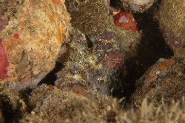 Filipinler Denizi 'nde balıklar yüzer.