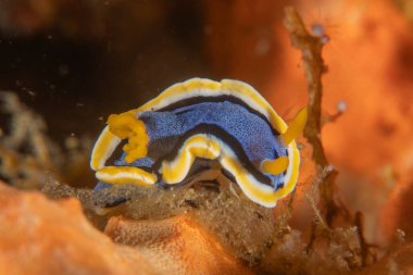 Filipinler, Anilao 'da Denizde Çıplaklar Denizi sümüklüböceği