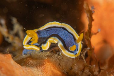 Filipinler, Anilao 'da Denizde Çıplaklar Denizi sümüklüböceği