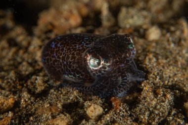 Filipinler Denizi 'nde balıklar yüzer.