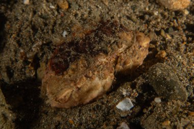 Filipinler Denizi 'nde balıklar yüzer.