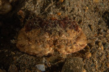 Filipinler Denizi 'nde balıklar yüzer.