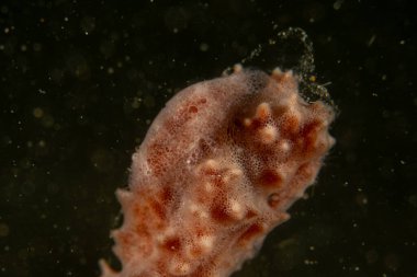 Filipinler, Anilao 'da Denizde Çıplaklar Denizi sümüklüböceği