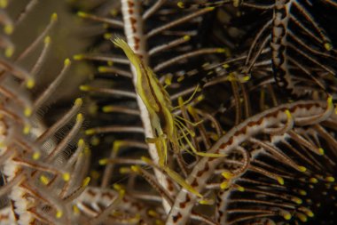 Filipinler denizindeki mercan resifi ve su bitkileri