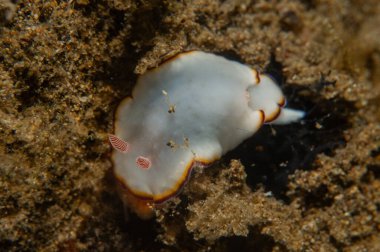 Filipinler, Anilao 'da Denizde Çıplaklar Denizi sümüklüböceği