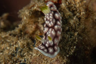 Filipinler, Anilao 'da Denizde Çıplaklar Denizi sümüklüböceği