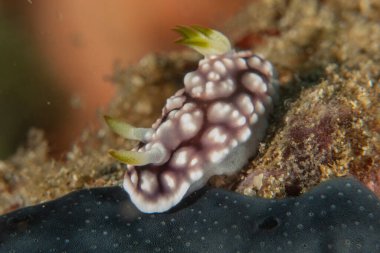 Filipinler, Anilao 'da Denizde Çıplaklar Denizi sümüklüböceği