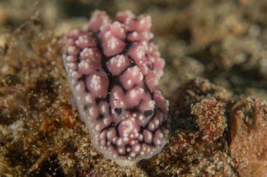 Filipinler, Anilao 'da Denizde Çıplaklar Denizi sümüklüböceği