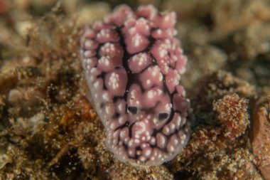 Filipinler, Anilao 'da Denizde Çıplaklar Denizi sümüklüböceği