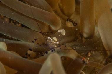 Filipinler Denizi 'ndeki mercan resifi ve su bitkileri