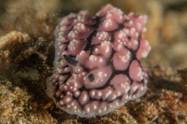 Filipinler, Anilao 'da Denizde Çıplaklar Denizi sümüklüböceği