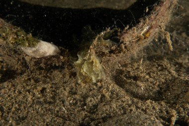 Filipinler Denizi 'ndeki mercan resifi ve su bitkileri