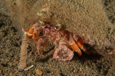 Filipinler Denizi 'nde Keşiş Yengeci