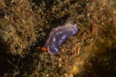 Filipinler, Anilao 'da Denizde Çıplaklar Denizi sümüklüböceği