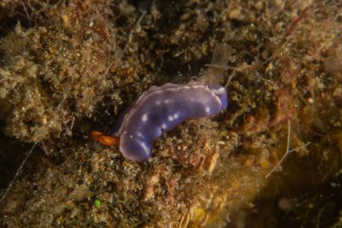 Filipinler, Anilao 'da Denizde Çıplaklar Denizi sümüklüböceği