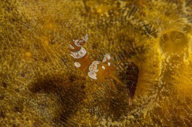 Filipinler, Anilao 'da Denizde Çıplaklar Denizi sümüklüböceği