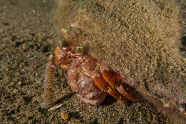 Filipinler Denizi 'nde Keşiş Yengeci