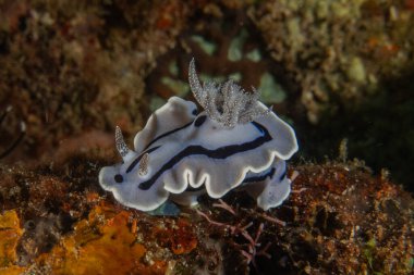 Filipinler, Anilao 'da Denizde Çıplaklar Denizi sümüklüböceği