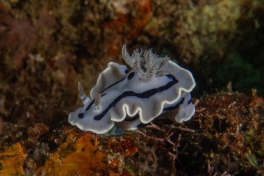 Filipinler, Anilao 'da Denizde Çıplaklar Denizi sümüklüböceği