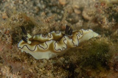 Filipinler, Anilao 'da Denizde Çıplaklar Denizi sümüklüböceği