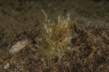 Filipinler denizindeki mercan resifi ve su bitkileri