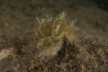 Filipinler denizindeki mercan resifi ve su bitkileri