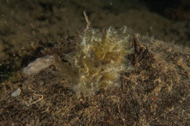 Filipinler denizindeki mercan resifi ve su bitkileri