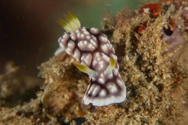 Filipinler, Anilao 'da Denizde Çıplaklar Denizi sümüklüböceği