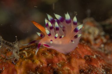 Filipinler, Anilao 'da Denizde Çıplaklar Denizi sümüklüböceği