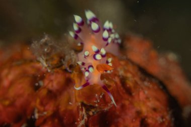 Filipinler, Anilao 'da Denizde Çıplaklar Denizi sümüklüböceği