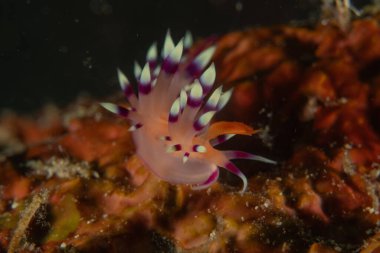 Filipinler, Anilao 'da Denizde Çıplaklar Denizi sümüklüböceği