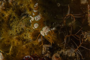 Filipinler, Anilao 'da Denizde Çıplaklar Denizi sümüklüböceği