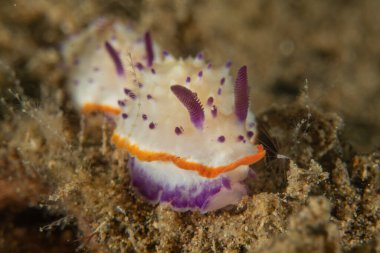 Filipinler, Anilao 'da Denizde Çıplaklar Denizi sümüklüböceği