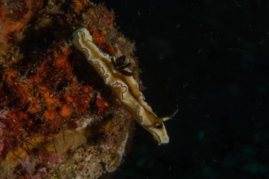 Filipinler, Anilao 'da Denizde Çıplaklar Denizi sümüklüböceği