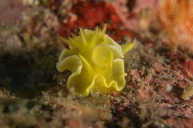 Filipinler, Anilao 'da Denizde Çıplaklar Denizi sümüklüböceği