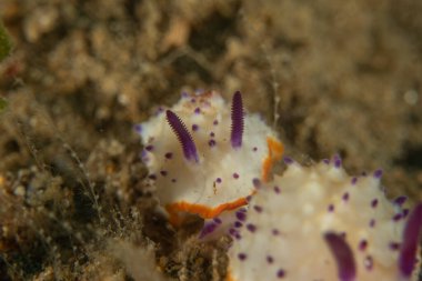 Filipinler, Anilao 'da Denizde Çıplaklar Denizi sümüklüböceği