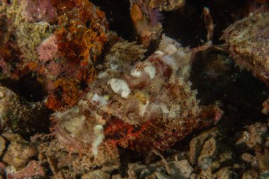 Filipinler Denizi 'nde balıklar yüzer.