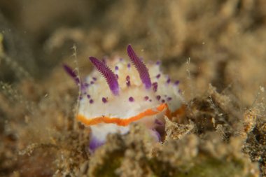 Filipinler, Anilao 'da Denizde Çıplaklar Denizi sümüklüböceği