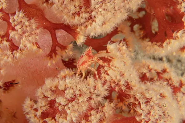 Filipinler Denizi 'nde karides