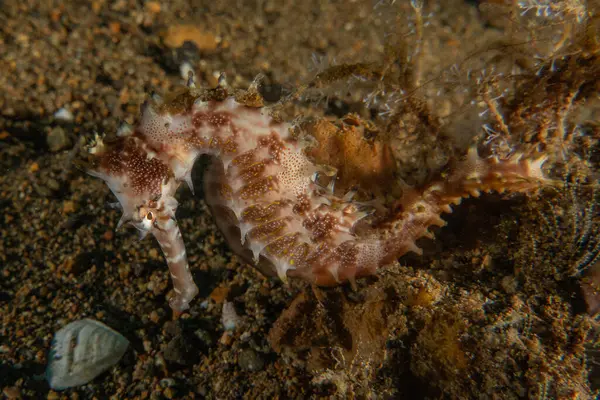 Filipinler Denizi 'ndeki Deniz Atı