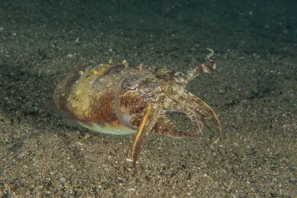 Yayın balığı İsrail 'de bir gölde yüzer ve talaş alır.