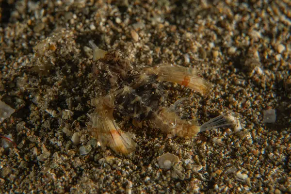 Filipinler Denizi 'nde balıklar yüzer.