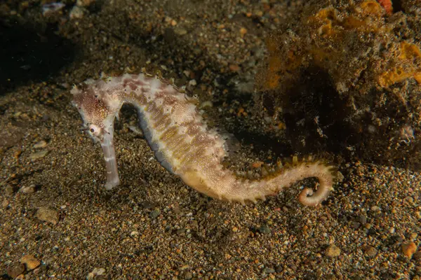 Filipinler Denizi 'ndeki Deniz Atı